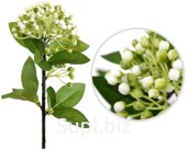 Decorative flower Elderberry Size: 8x8x42 cm Color: green