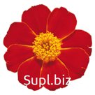 Бархатцы (Tagetes patula ). Disco . Red