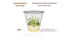АКВАРИУМНОЕ РАСТЕНИЕ  ТАКСИФИЛЛУМ СПАЙКИ (КОЛЮЧИЙ МОХ) (TAXIPHYLLUM SP. SPIKY)