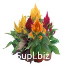 Целозия метельчатая (Celosia plumosa ). Fashion Look . Mix
