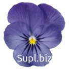 Виола (Viola cornuta ). Admire . Blue