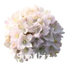 Армерия приморская (Armeria maritima ). Morning Star . White
