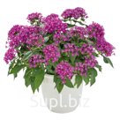 Пентас (Pentas lanceolata ). Graffiti® 20/20 . Ultra Violet