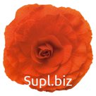 Бегония (Begonia tuberhybrida ). Primary . Orange