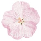 Пеларгония (Geranium sanguineum). Vision  . Pink