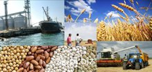 Оптовая поставка зерна на экспорт в страны Тихоокеанского и Азиатского региона.