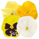 Виола (Viola wittrockiana ). Inspire® Plus . Limoncello Mix