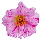 Портулак крупноцветковый (Portulaca grandiflora). Sundial . Peppermint