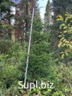 Саженцы хвойных и лиственных пород