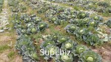 Капуста ранная, красная, цветная, броколи, красная свекла, дайкон и др. из Узбекистана