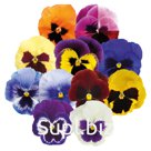 Виола (Viola wittrockiana ). Inspire® Plus . Blotch Mix