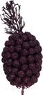 Decorative Pineapple Branch 72x9x13cm