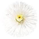 Маргари́тка (Bellis perennis ). Habanera. White