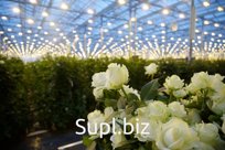 Цветы (розы) свежие.