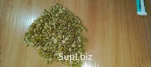 Чечевица зеленая