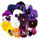 Виола (Viola wittrockiana ). Inspire® DeluXXe . Maxi Mix