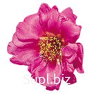 Портулак крупноцветковый (Portulaca grandiflora). Sundial . Fuchsia