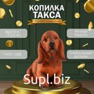 Копилка "Такса" Высота 17,5 см, ширина 10 см, длина 23 см