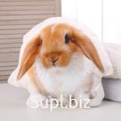 Мягкая игрушка-подушка «Кролик»