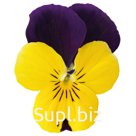 Виола (Viola cornuta ). Admire. Yellow Purple Wing