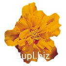 Бархатцы (Tagetes patula ). Safari . Tangerine
