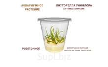 АКВАРИУМНОЕ РАСТЕНИЕ (РОЗЕТОЧНОЕ) ЛИТТОРЕЛЛА УНИФЛОРА (LITTORELLA UNIFLORA)