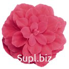Бегония (Begonia tuberhybrida ). Nonstop. Pink