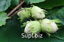 Фундук Corylus maxima Северный (6 лет)