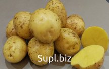 Картофель Оптом (Гала)