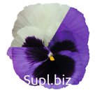Виола (Viola wittrockiana ). Inspire® DeluXXe . Ocean