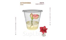АГЛАОНЕМА БЬЮТИ (COMMUTATUM BEAUTY)