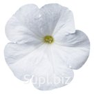 петуния (Petunia hybrida ). Celebrity. White