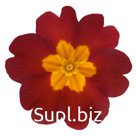 Примула (Primula elatior). Piano . Red
