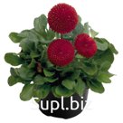 Маргари́тка (Bellis perennis ). Tasso. Red