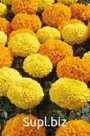 Бархатцы (Tagetes erecta ). Discovery . Mix