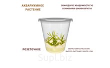 АКВАРИУМНОЕ РАСТЕНИЕ (РОЗЕТОЧНОЕ) ЭХИНОДОРУС КВАДРИКОСТАТУС (ECHINODORUS QUADRICOSTATUS)