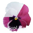 Виола (Viola wittrockiana ). Inspire® DeluXXe . Pink Surprise Blotch