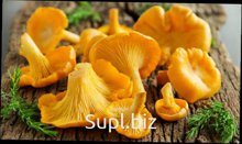 Продам гриб лисичка