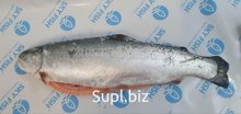 Форель охлажденная, INARCTICA, МУРМАНСК. Потрошеная с головой: 4-5 sup