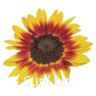Подсолнечник  (Helianthus annuus ). Ring of Fire.