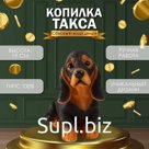 Копилка  "Такса" Высота 19 см, ширина 10 см, длина 23 см.