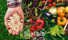 Тыква, лук, капуста, огурцы, помидоры, хризантемы и т.д.