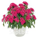Пентас (Pentas lanceolata ). Graffiti® 20/20 . Lazer Lipstick