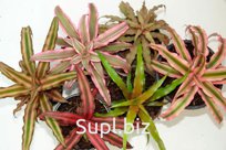 Криптантус