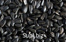 Подсолнечник масличный (Sunflower oil)      Подсолнечник масличный (Sunflower oil)  Подсолнечник масличный