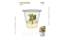 АГЛАОНЕМА ТИАРА ( TIARA)