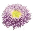 Астра (Callistephus chinensis ). Benary's Princess . Light Blue