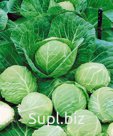 Капуста (свежая)