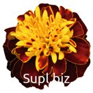 Бархатцы (Tagetes patula ). Super Hero . Spry
