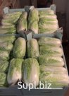 В каталоге компании ООО "Экологичный продукт" представлена пекинская капуста (урожай 2021 года). 

Сочная пекинская капуста обладает хорошими вкусовыми качеств…